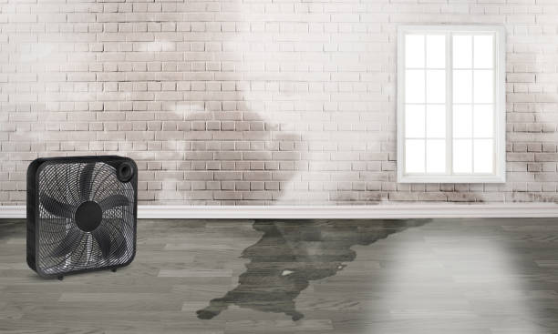 Best Basement water damage restoration  in Maple Glen, PA
